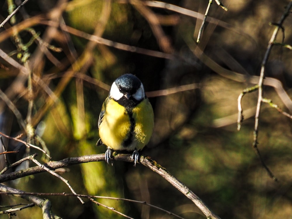 un petit oiseau perché sur une branche d’arbre