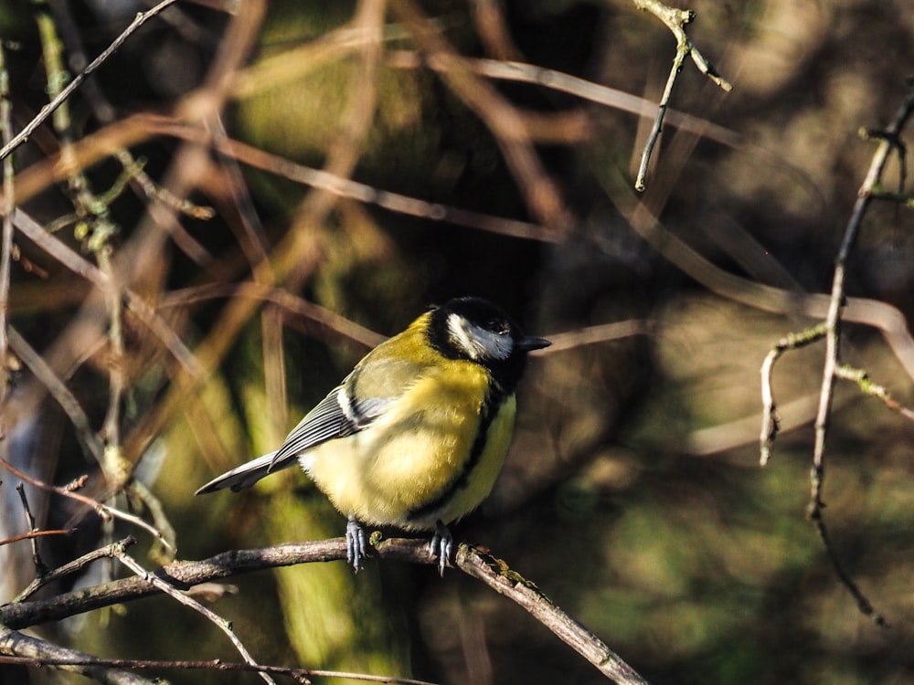 ein gelb-schwarzer Vogel sitzt auf einem Ast