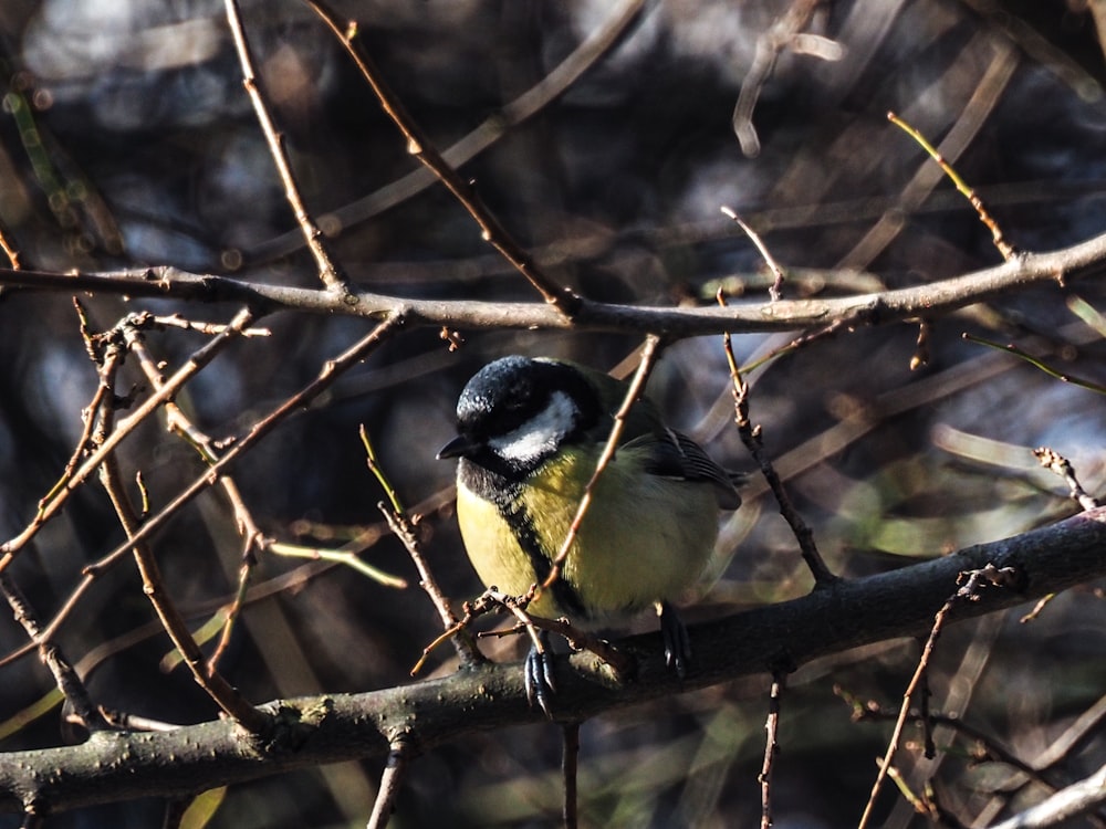 a small bird perched on a branch of a tree