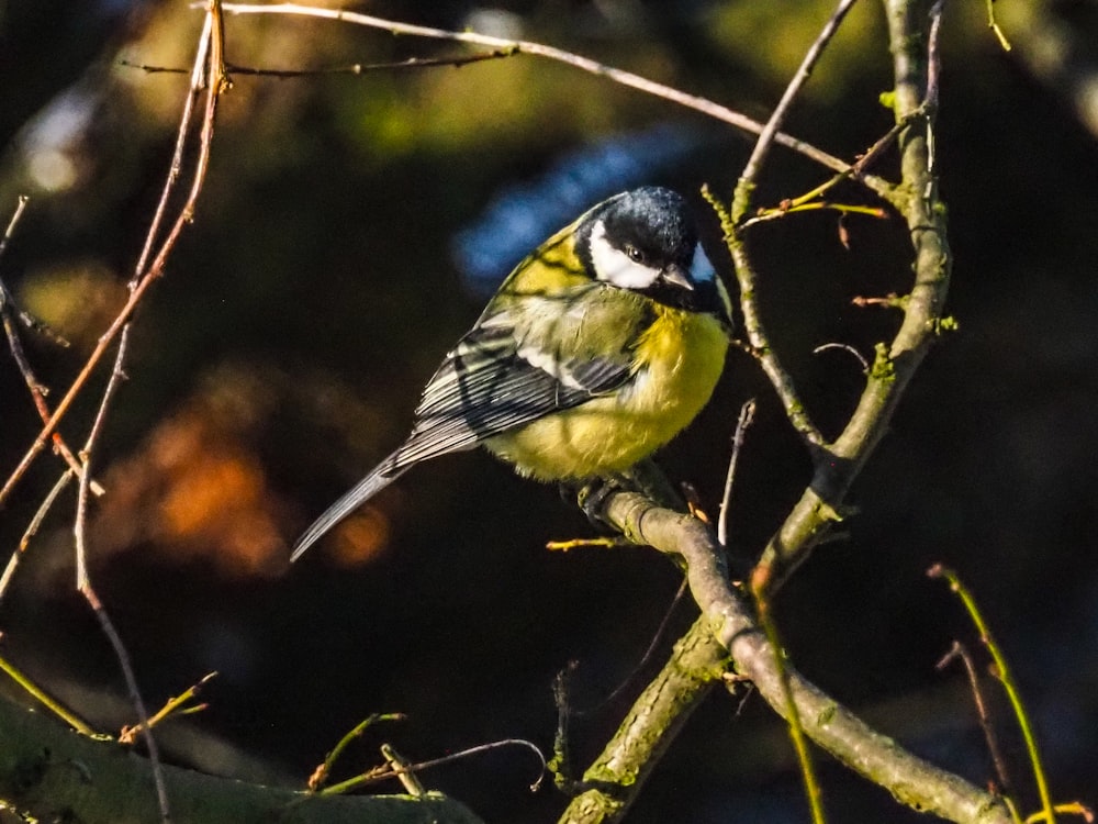 a small bird perched on a tree branch