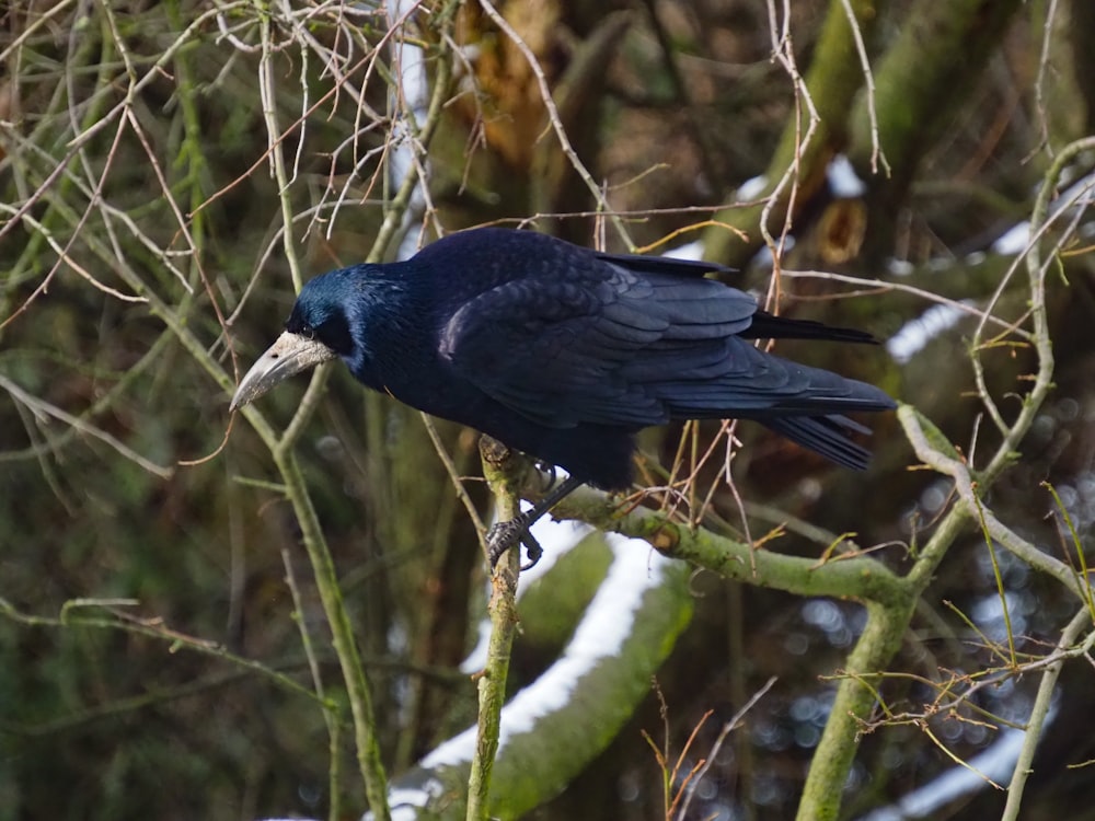 un oiseau noir assis au sommet d’une branche d’arbre