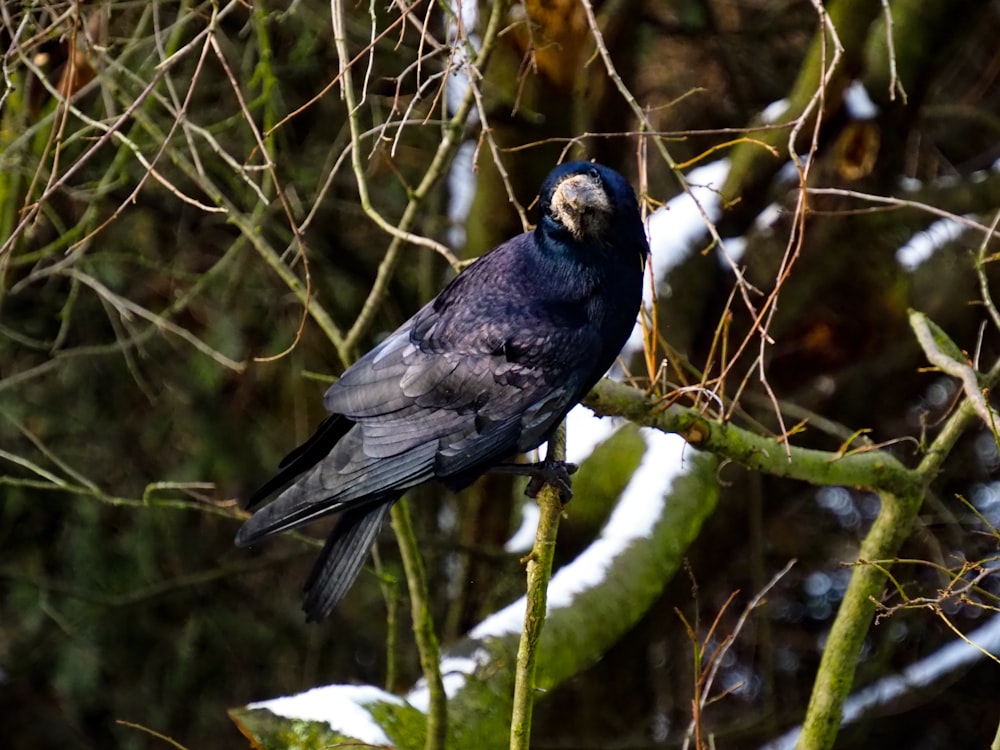 un oiseau noir perché sur une branche d’arbre