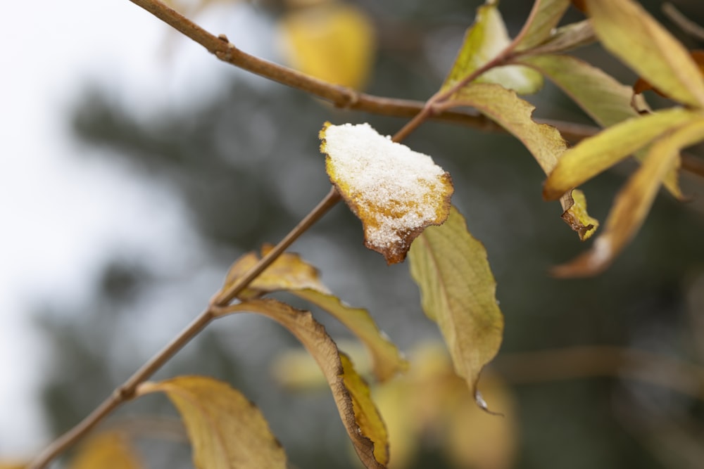 a branch with snow on top of it