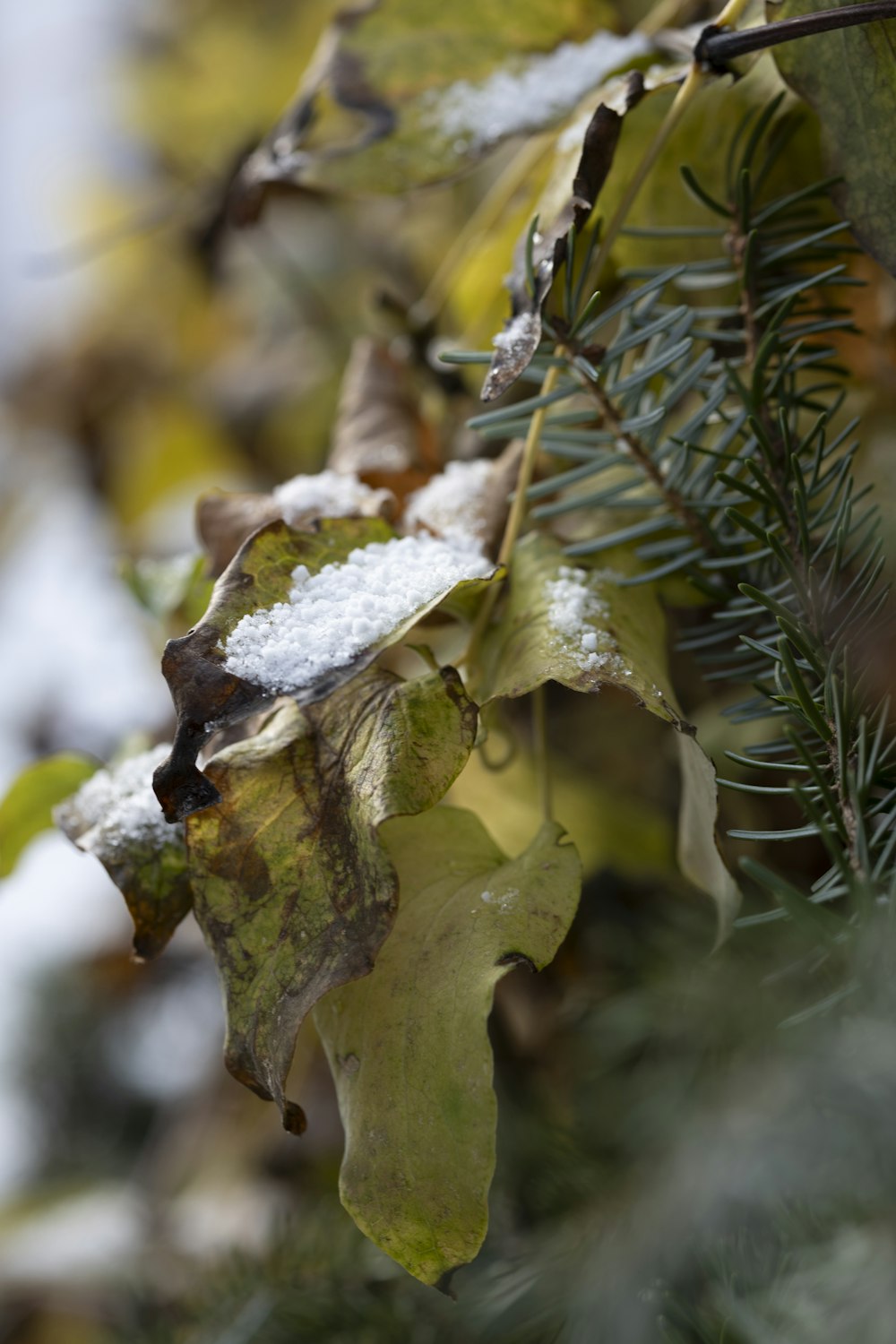 a close up of a tree with snow on it