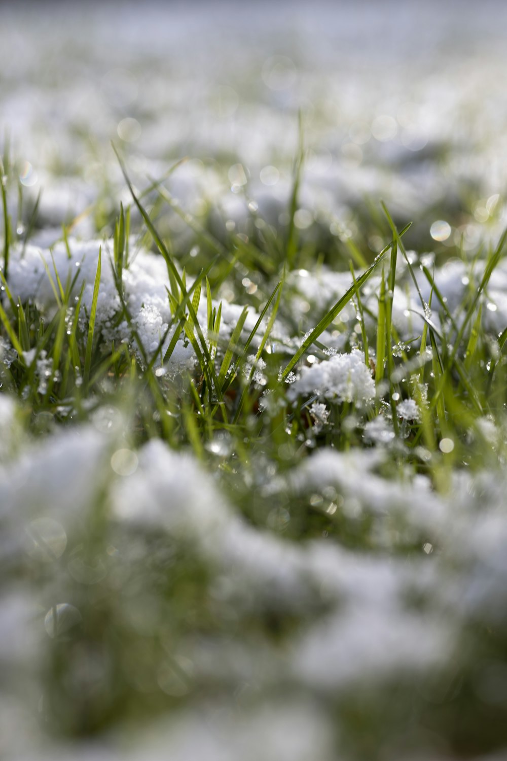 the grass is covered in snow and dew