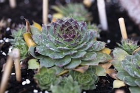 A succulent plant with rosettes of fleshy green leaves tinged with purple edges. The plant is covered in dewdrops and surrounded by dark soil and small white particles. Wooden stakes are visible in the background.