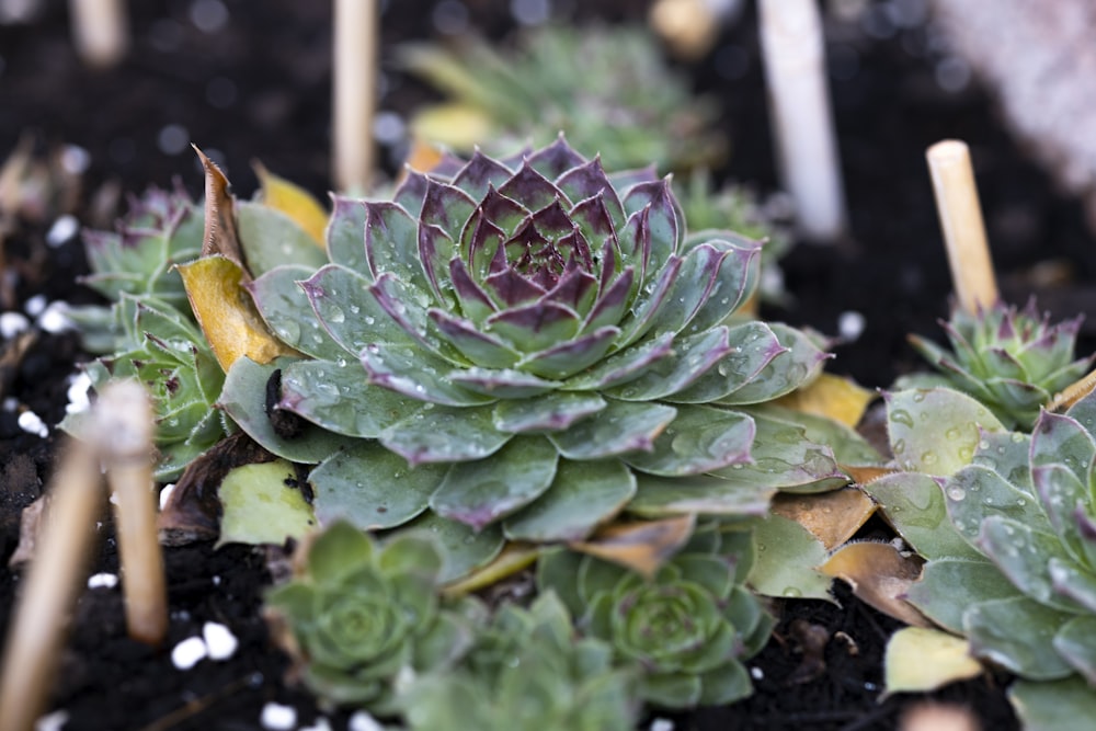 a close up of a plant in a pot