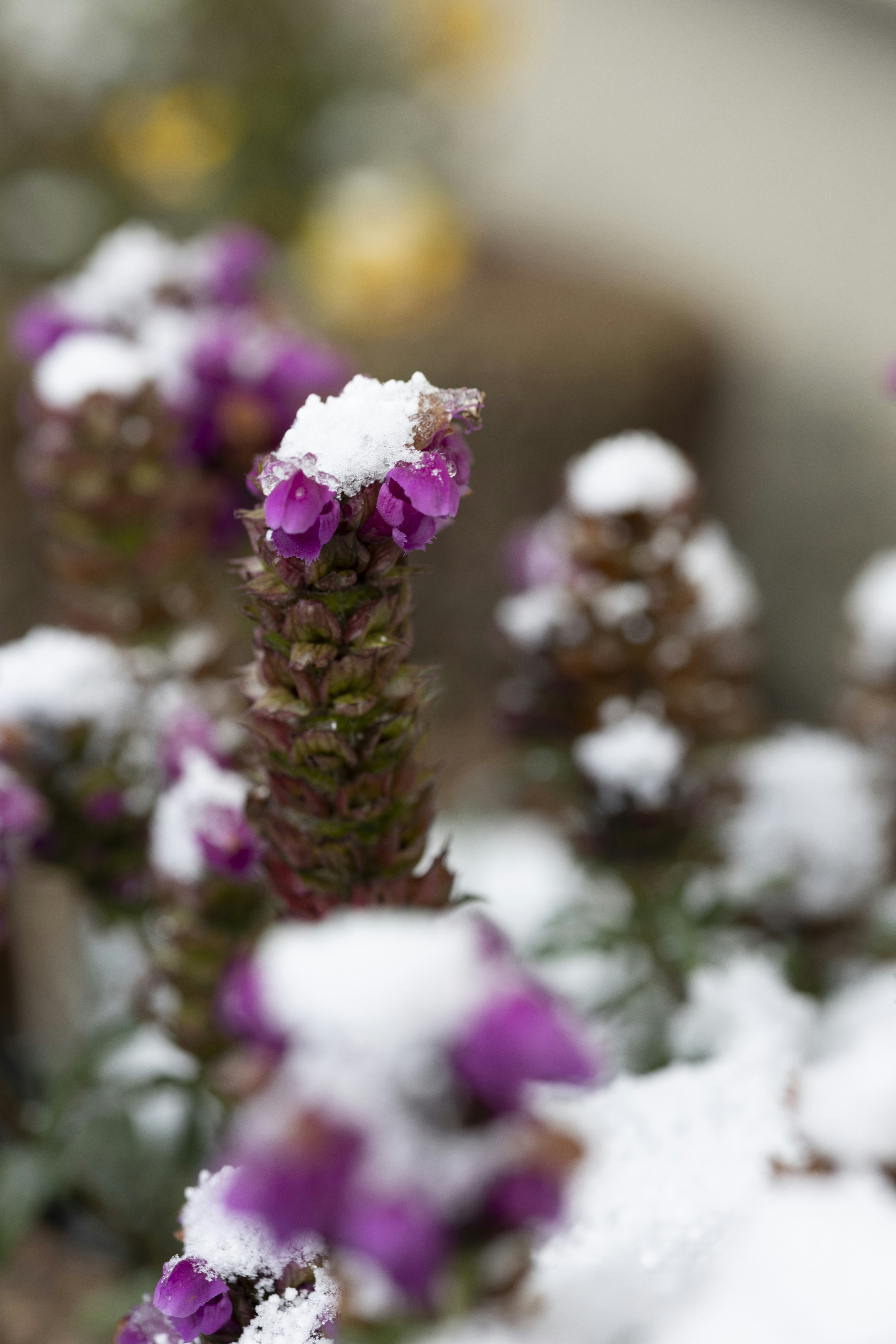 8 Snowy-Inspired Winter Floral Arrangement Ideas for Homes