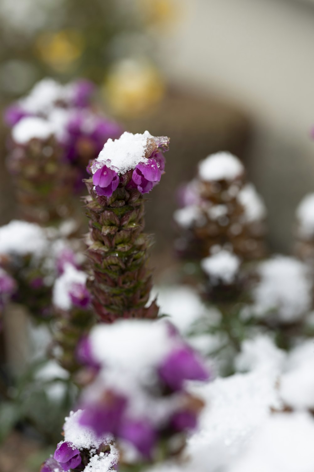 a close up of a purple flower with snow on it