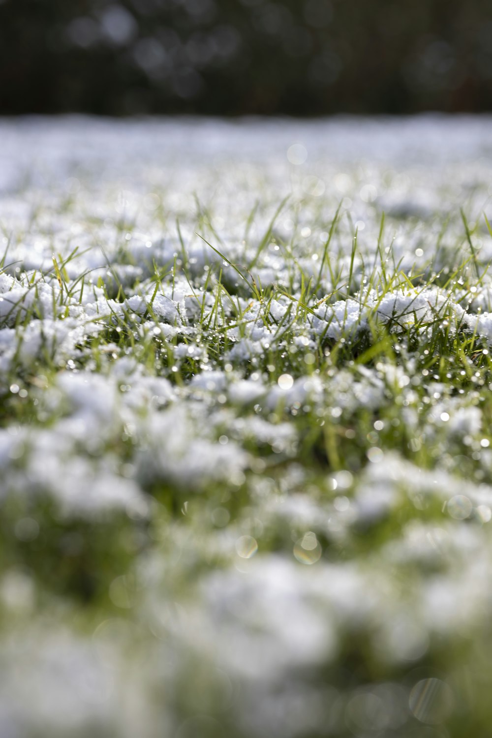 a close up of a field of grass covered in snow