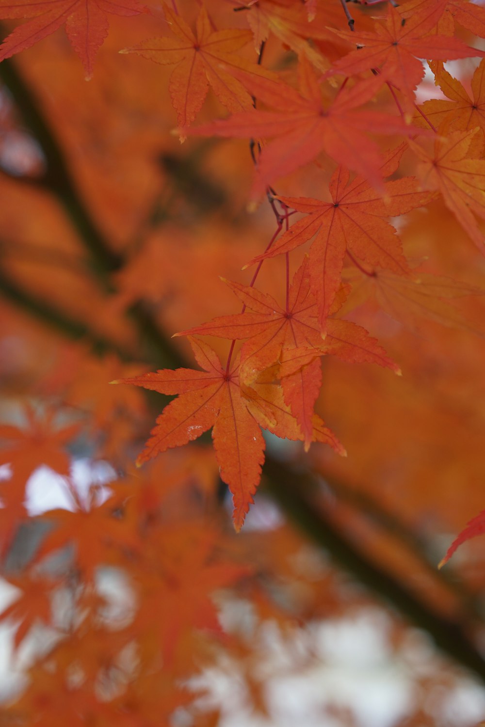 um close up de uma árvore com folhas alaranjadas