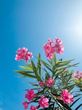 A Freshbloom team member gently pruning a vibrant shrub under a clear blue sky.