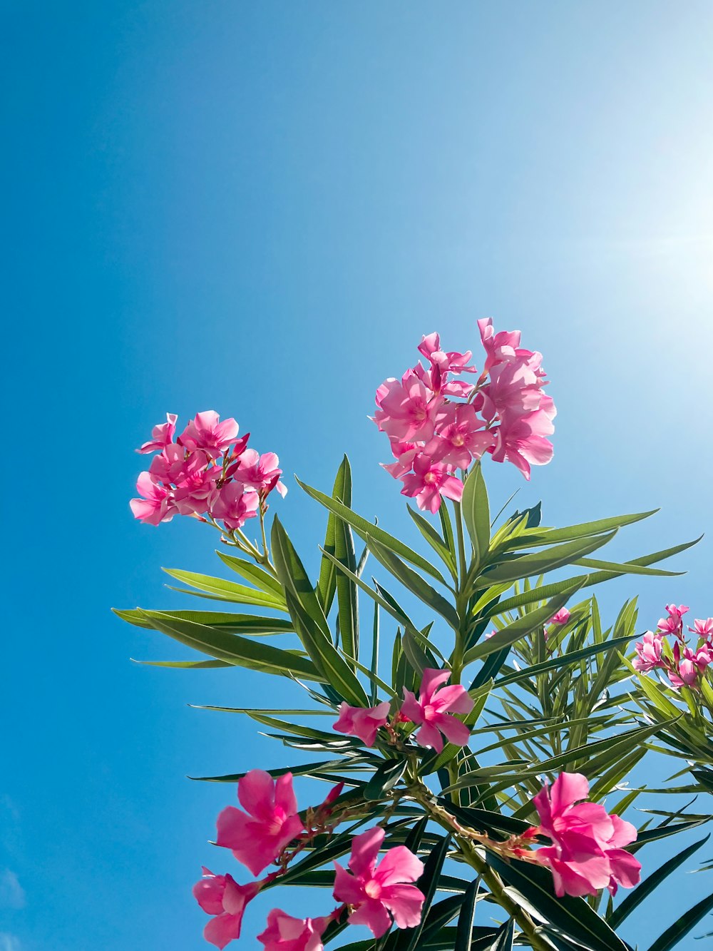 pink flowers against a blue sky with green leaves