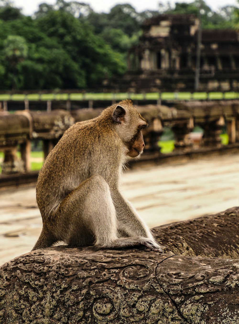 a monkey is sitting on a rock near a body of water