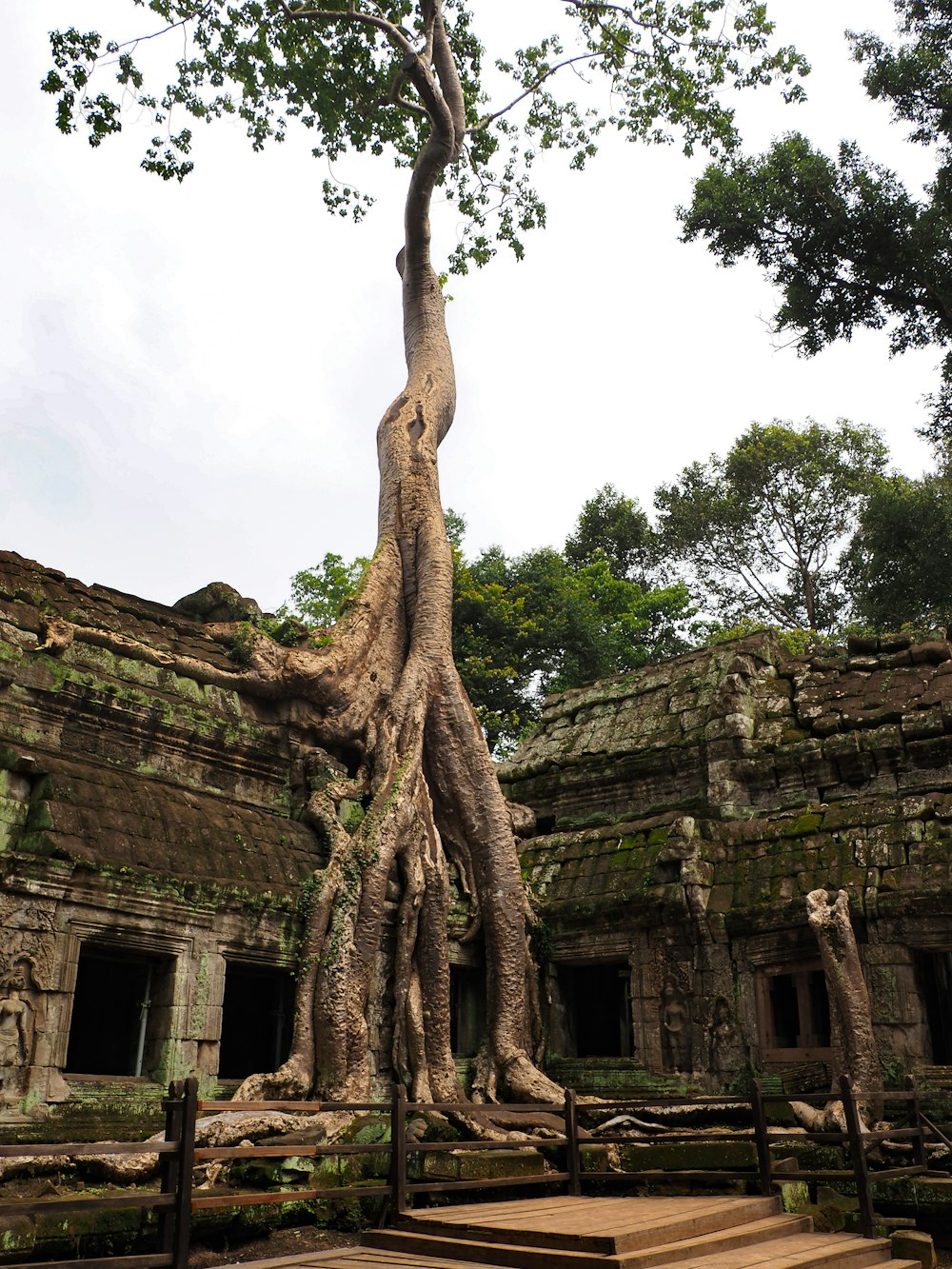 a large tree growing over the top of a building