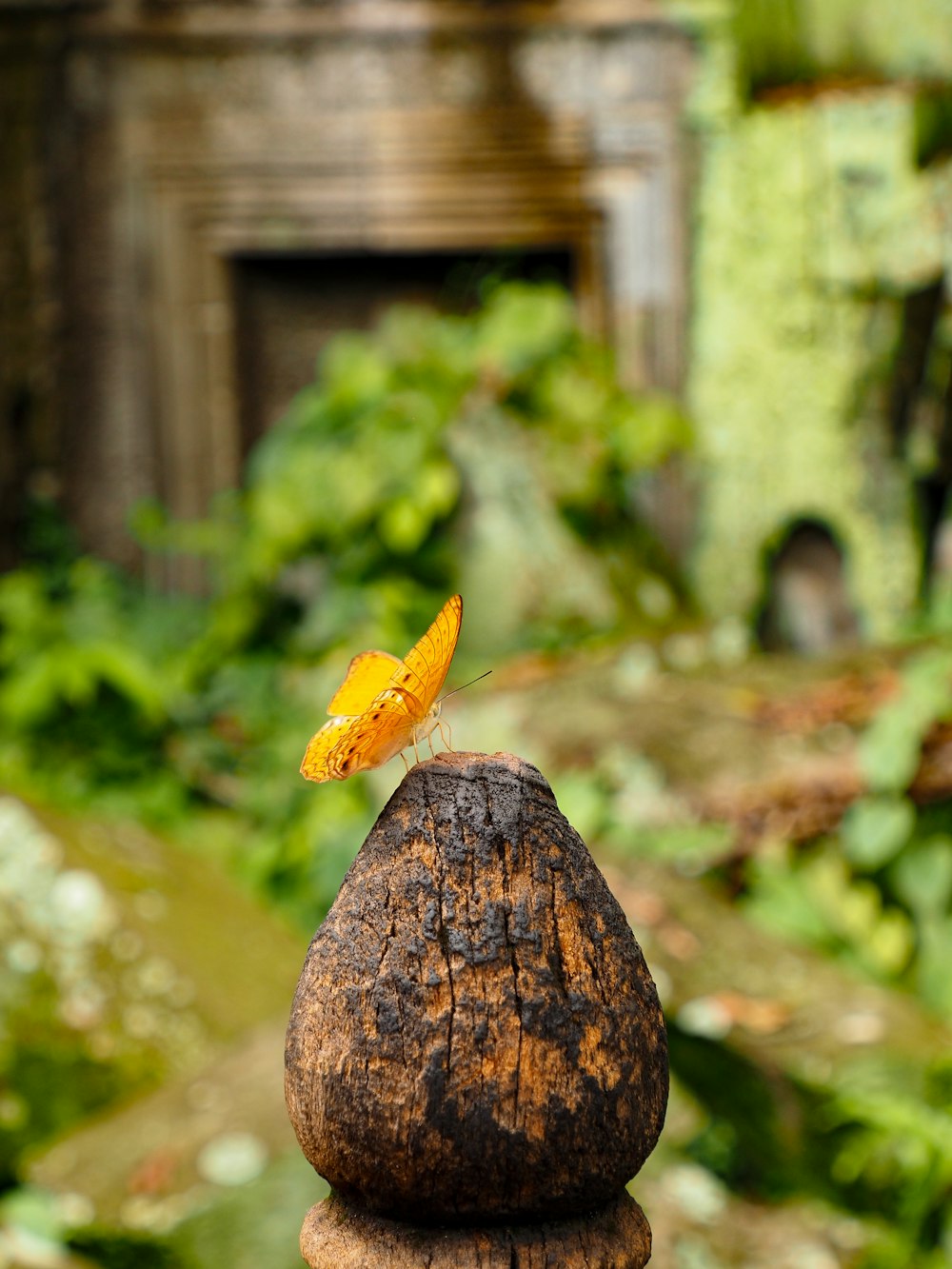 a yellow butterfly sitting on top of a wooden post