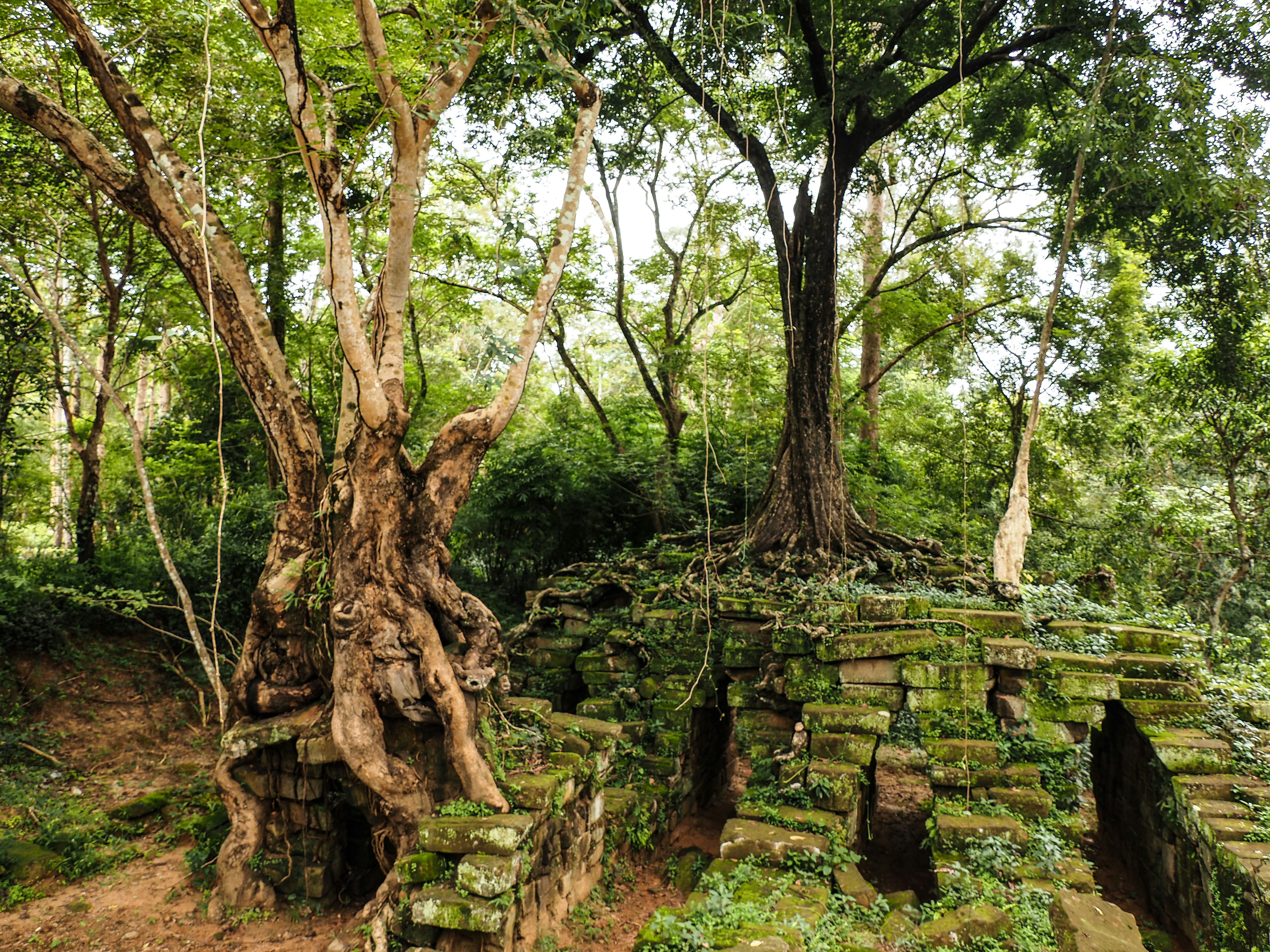 Ancient Trees and the Story of Time (image credits: unsplash)