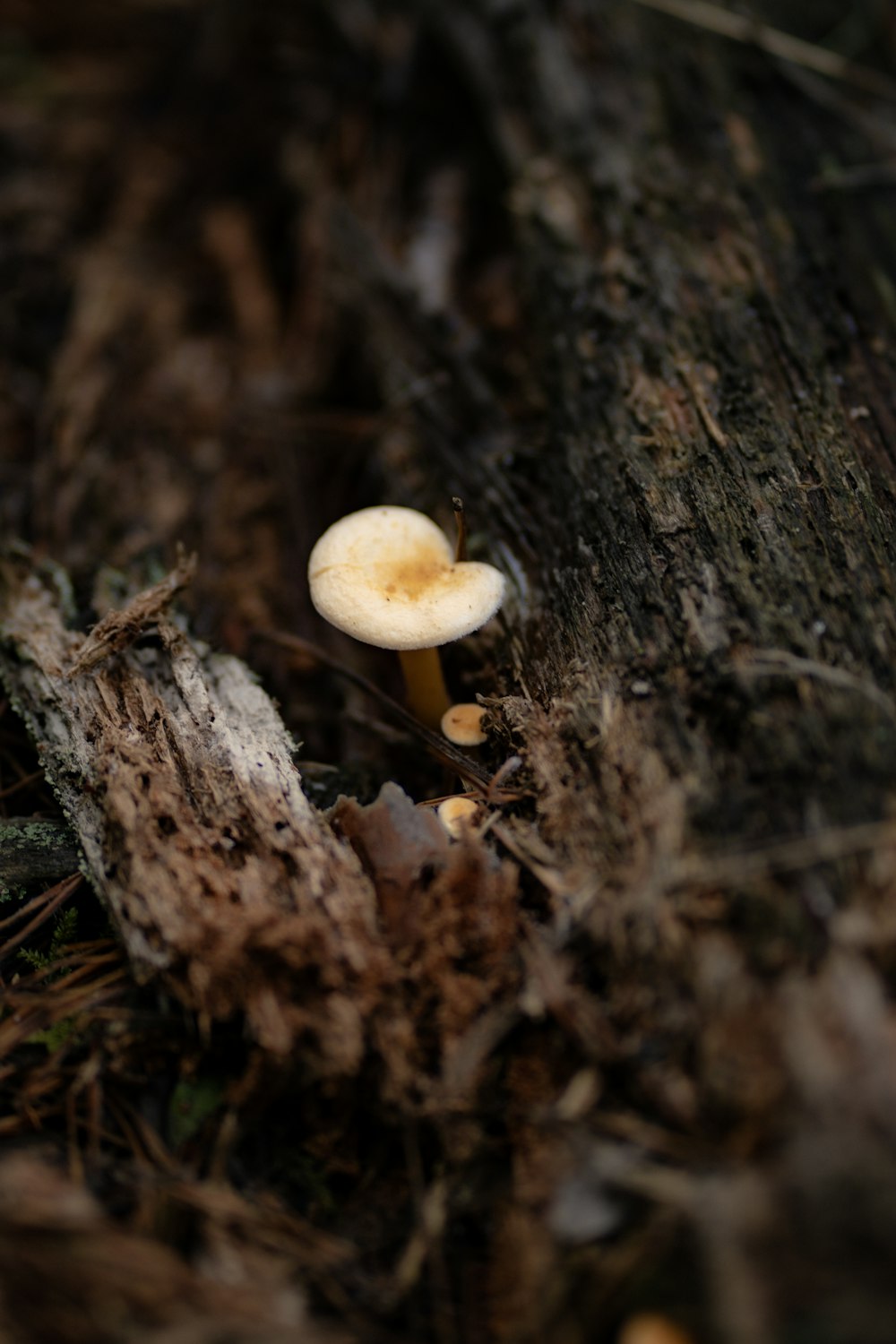 a small white mushroom sitting on top of a forest floor