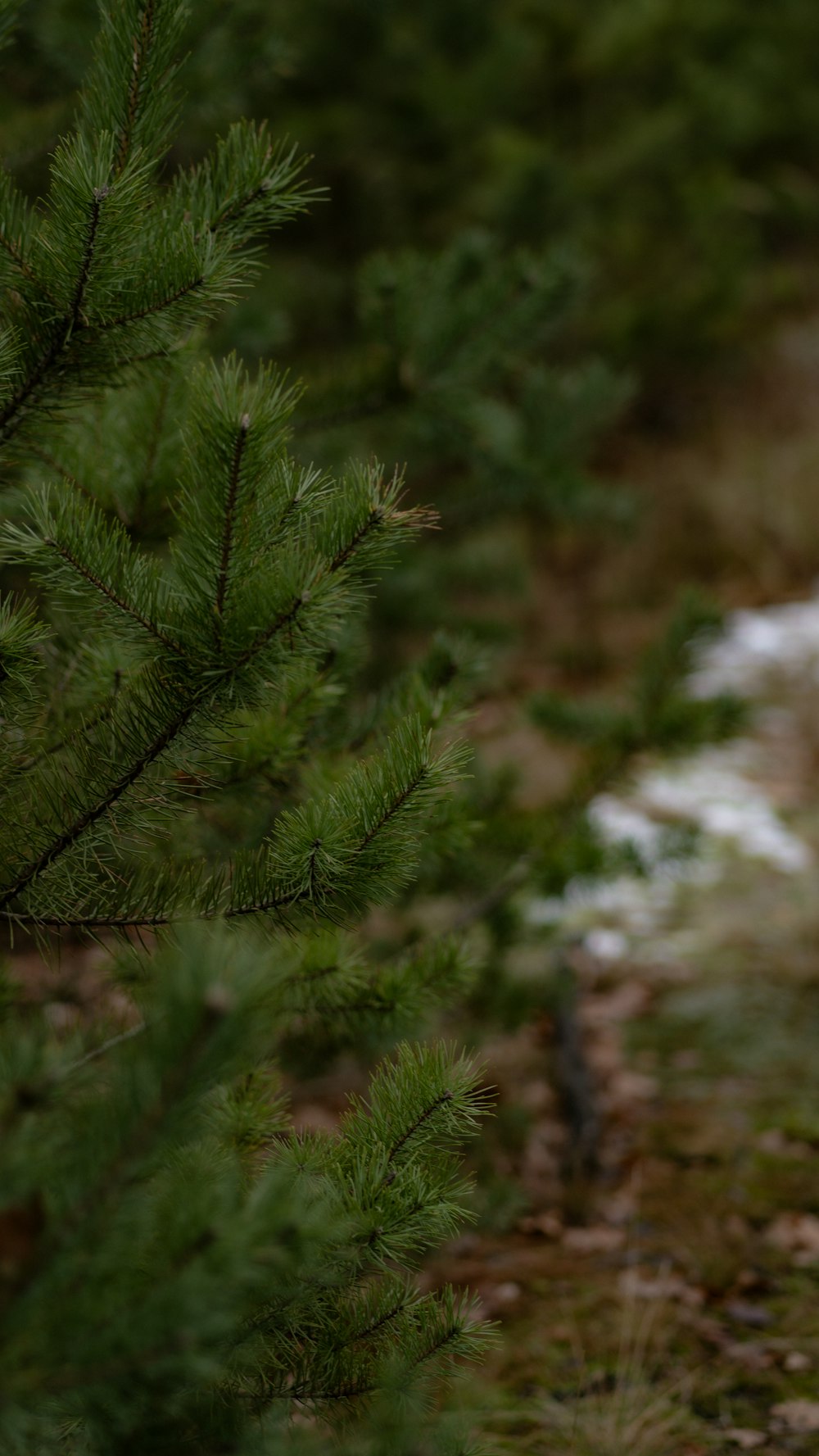 a teddy bear sitting in the middle of a forest