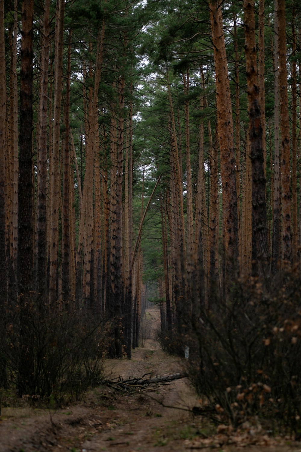 a dirt road surrounded by tall pine trees