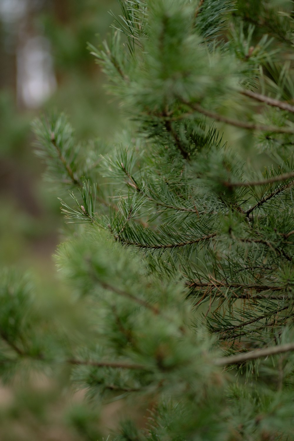 a bird perched on top of a pine tree