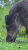 Close-up of black Iberian pig savoring acorns among tall grass