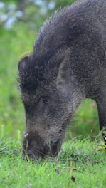 A wild boar with dark, coarse fur is shown grazing on lush green grass. Its head is lowered as it nibbles at the vegetation with a dense forest backdrop.