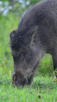 Close-up of black Iberian pig savoring acorns among tall grass