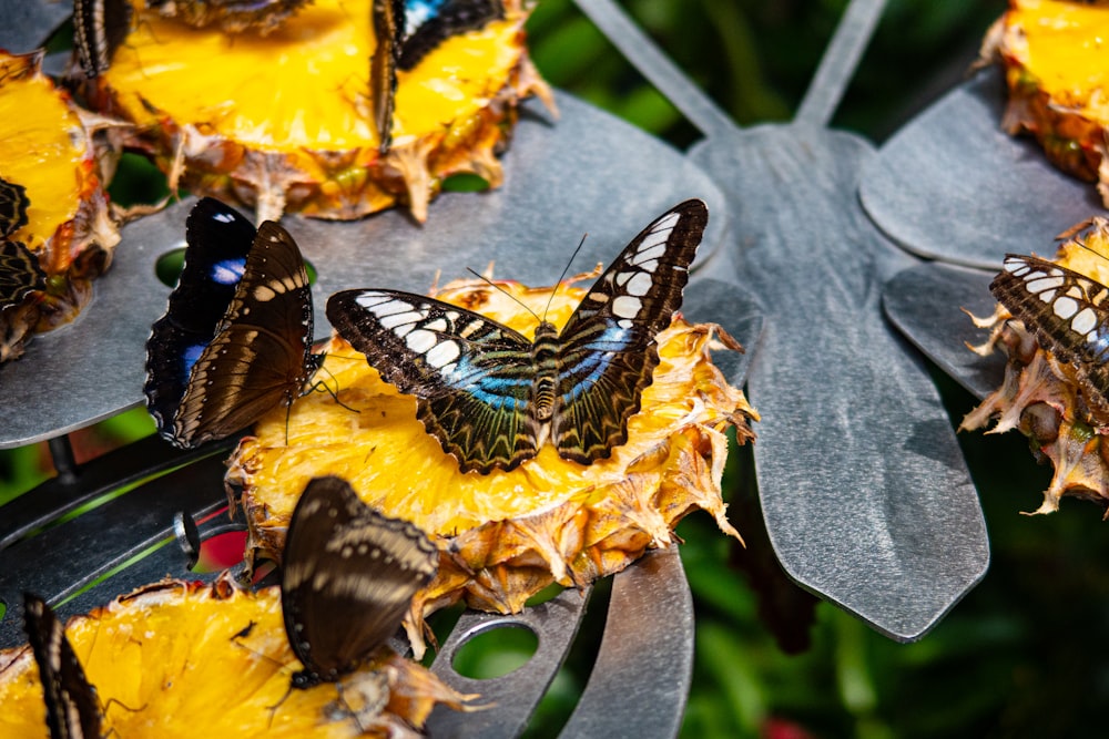 a group of butterflies sitting on top of a leaf