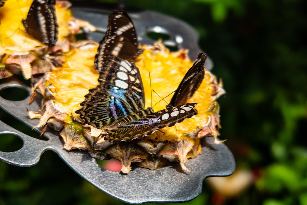 a group of butterflies sitting on top of a leaf