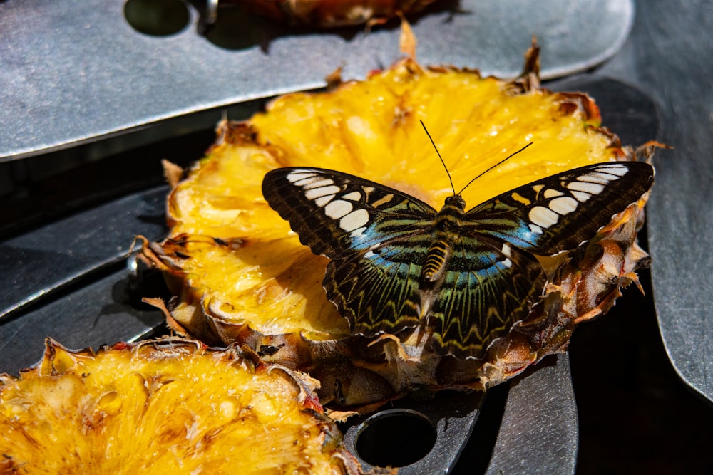 a butterfly sitting on top of a pineapple