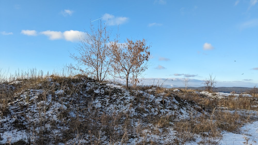 a small tree on top of a snow covered hill
