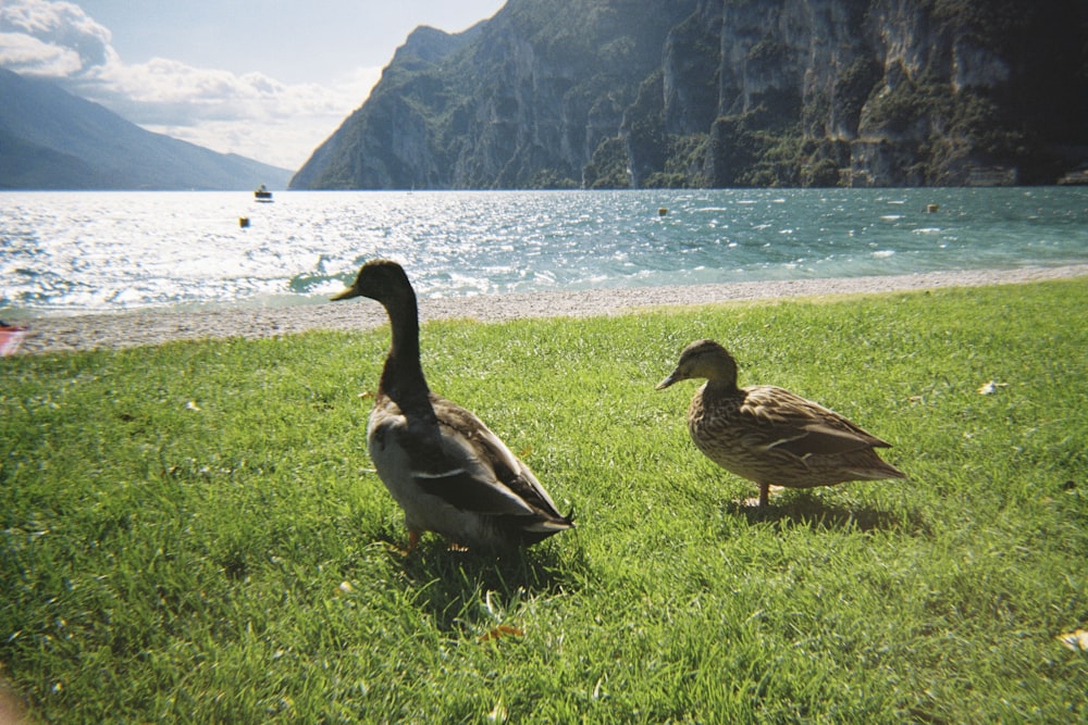 a couple of ducks standing on top of a lush green field