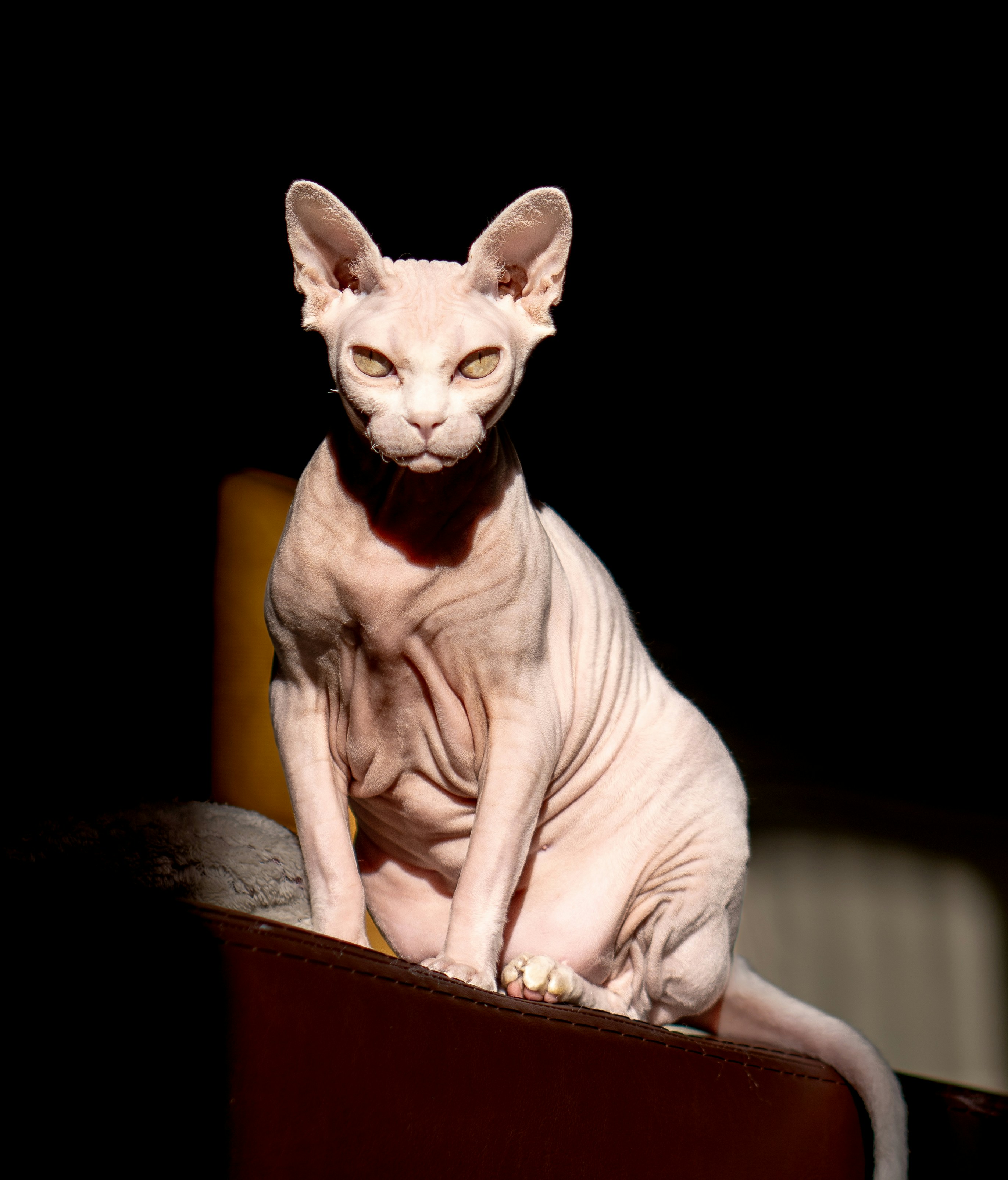 El Gato Esfinge – Razas de gatos