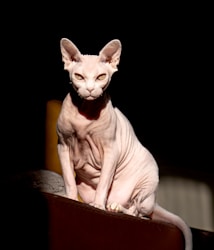 Descubra Nosso Gatil: Raça Sphynx e Seu Cuidado