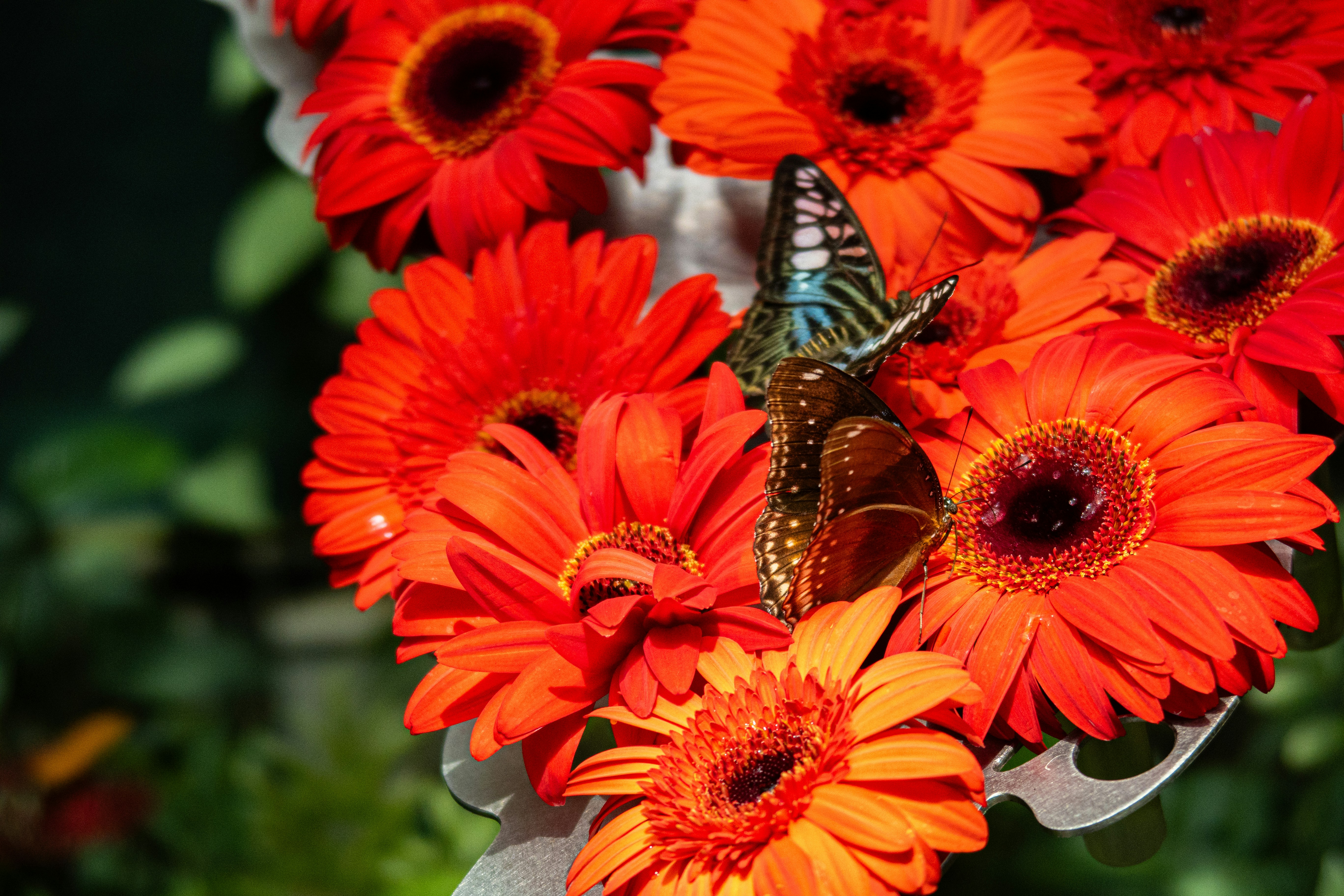 photo-1701007273939-454609962d3e?fm=jpg&q=60&w=3000&auto=format&fit=crop&ixlib=rb-4.1.0&ixid=M3wxMjA3fDB8MHxzZWFyY2h8MTR8fGJ1dHRlcmZseSUyMGdhcmRlbnxlbnwwfHwwfHx8MA==