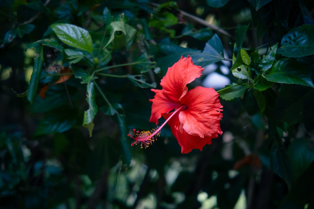 a red flower with green leaves in the background