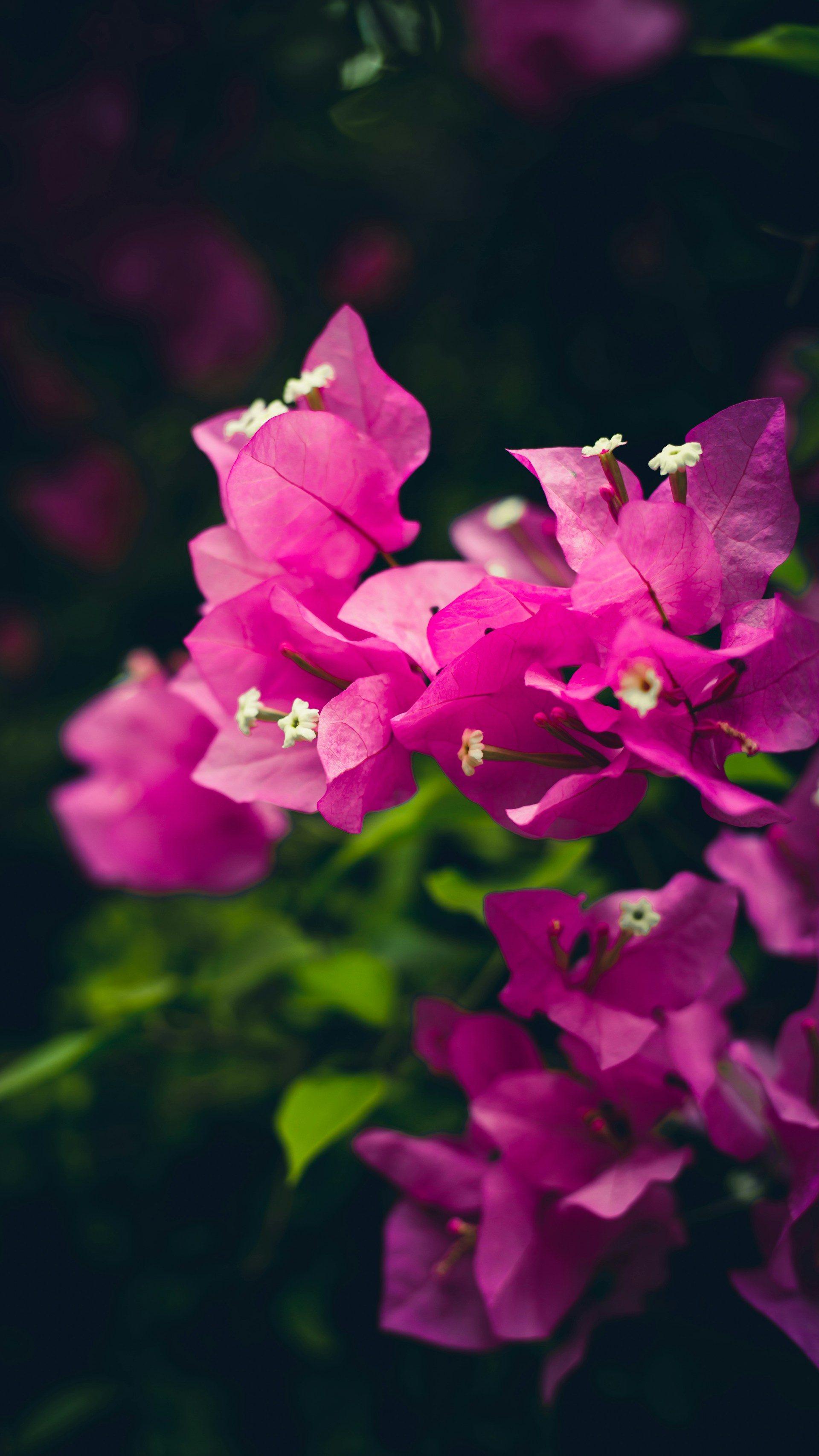 a bunch of purple flowers with green leaves