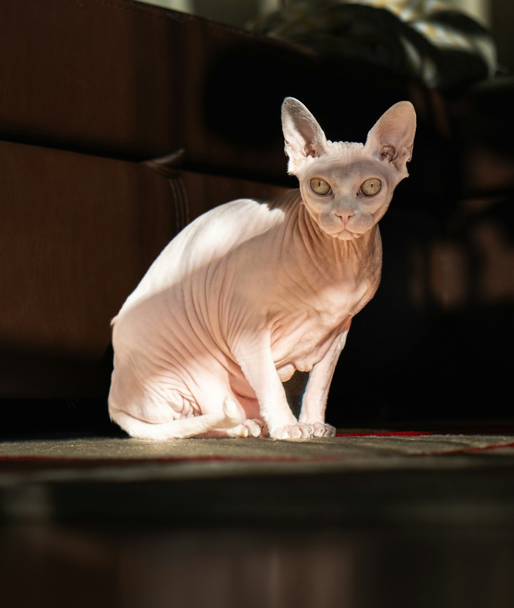 a hairless cat is sitting on the floor