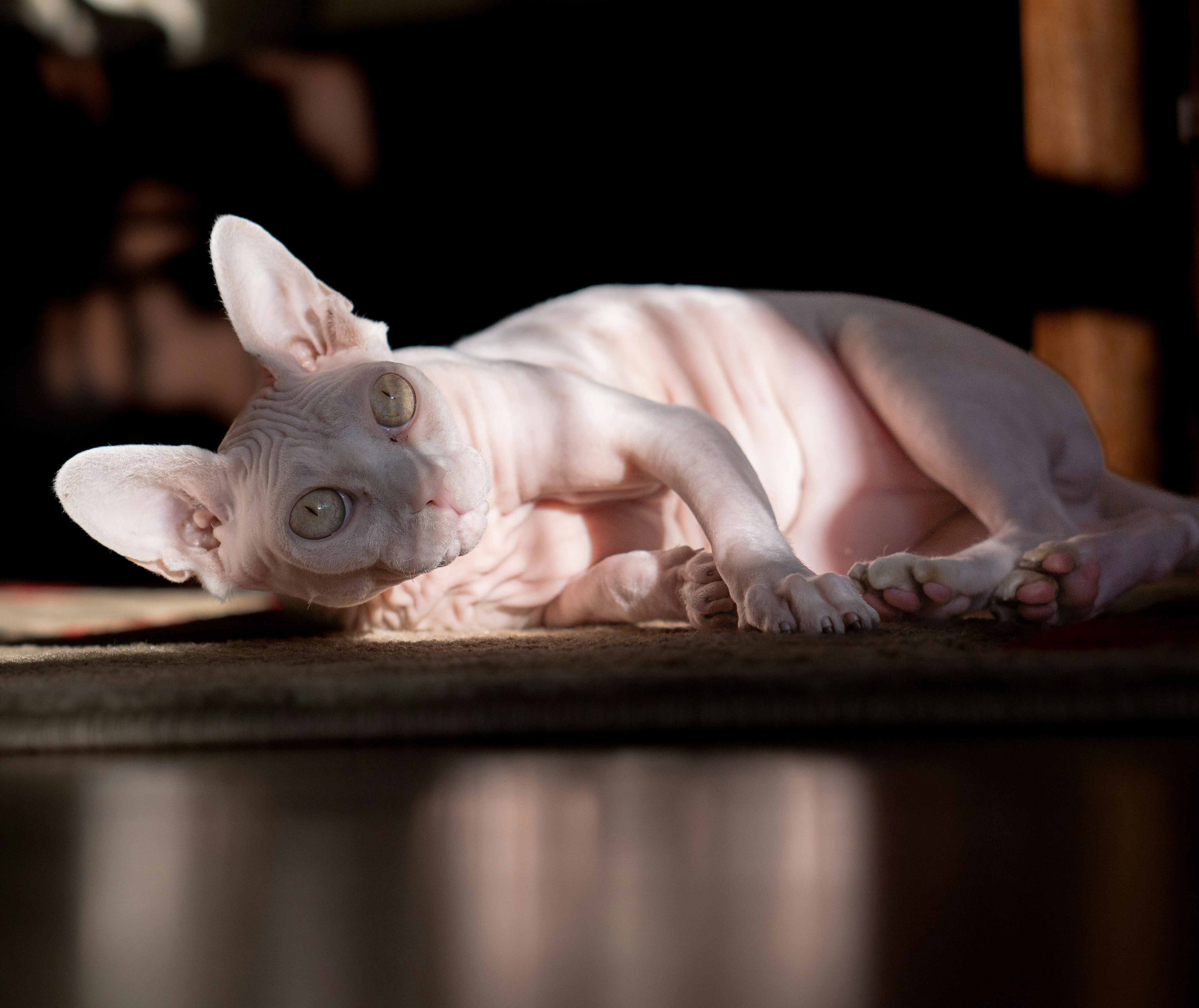 Do Sphynx Cats Get Jealous? (image credits: unsplash)