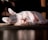 A hairless cat is lying on its side, basking in warm sunlight with its large, expressive eyes looking towards the camera. The cat's skin is pale, with visible folds and wrinkles. The light casts soft shadows on the floor and highlights the textures of the cat's skin.