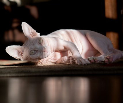 A hairless cat is lying on its side, basking in warm sunlight with its large, expressive eyes looking towards the camera. The cat's skin is pale, with visible folds and wrinkles. The light casts soft shadows on the floor and highlights the textures of the cat's skin.
