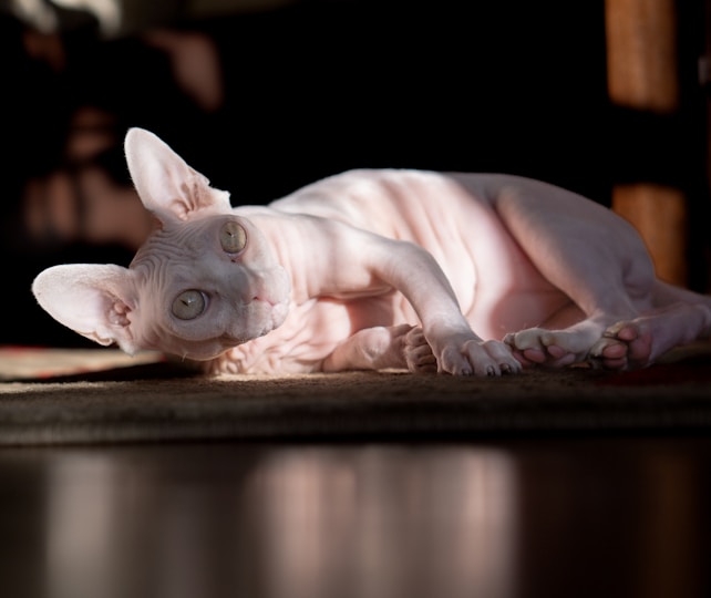 A hairless cat is lying on its side, basking in warm sunlight with its large, expressive eyes looking towards the camera. The cat's skin is pale, with visible folds and wrinkles. The light casts soft shadows on the floor and highlights the textures of the cat's skin.