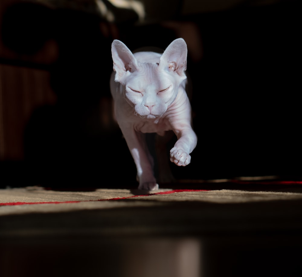 a white cat walking across a rug on the floor