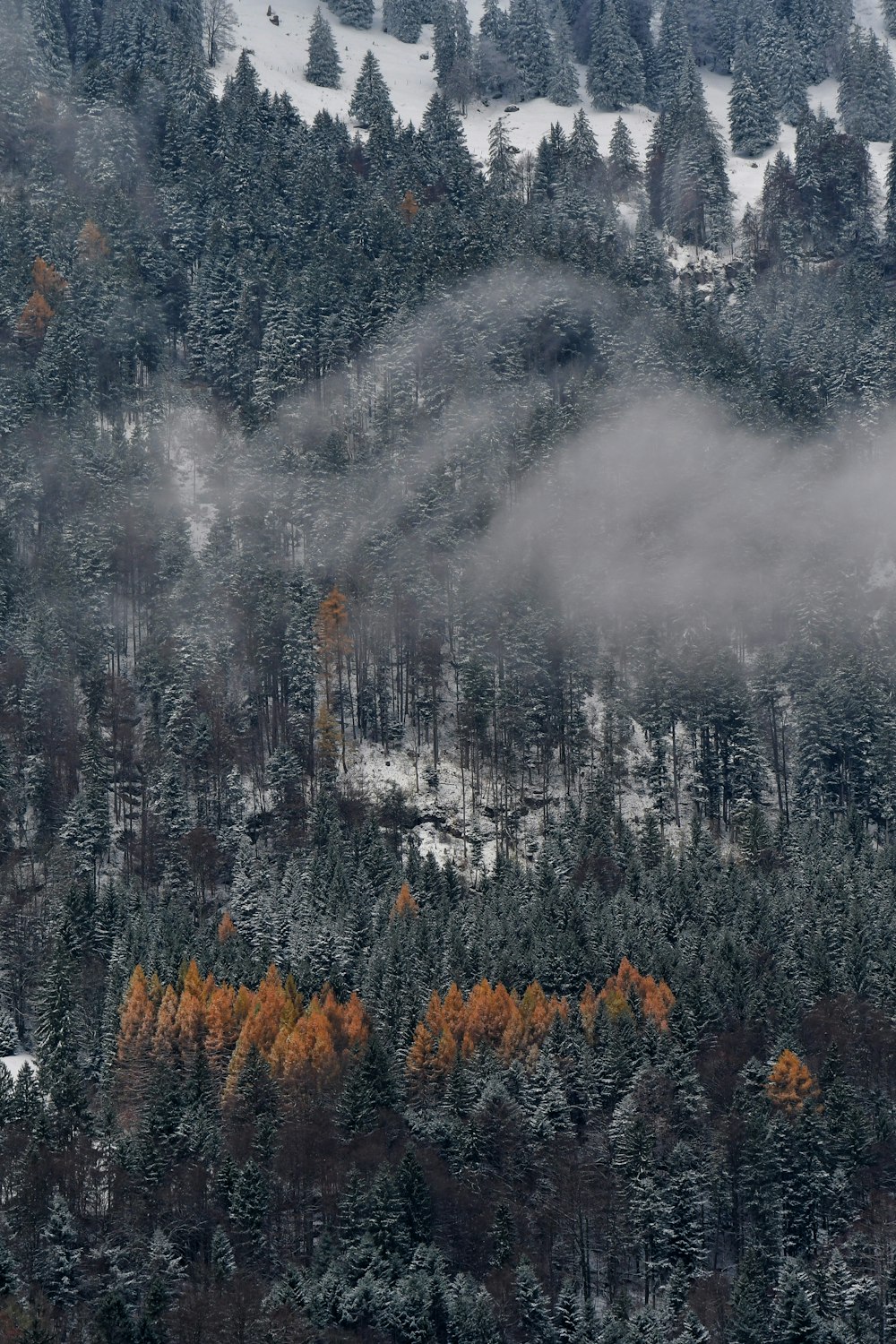 a mountain covered in snow and trees covered in snow