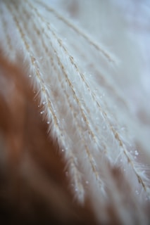 Close-up of delicate bleached pampas grass with creamy beige tones against a soft white background