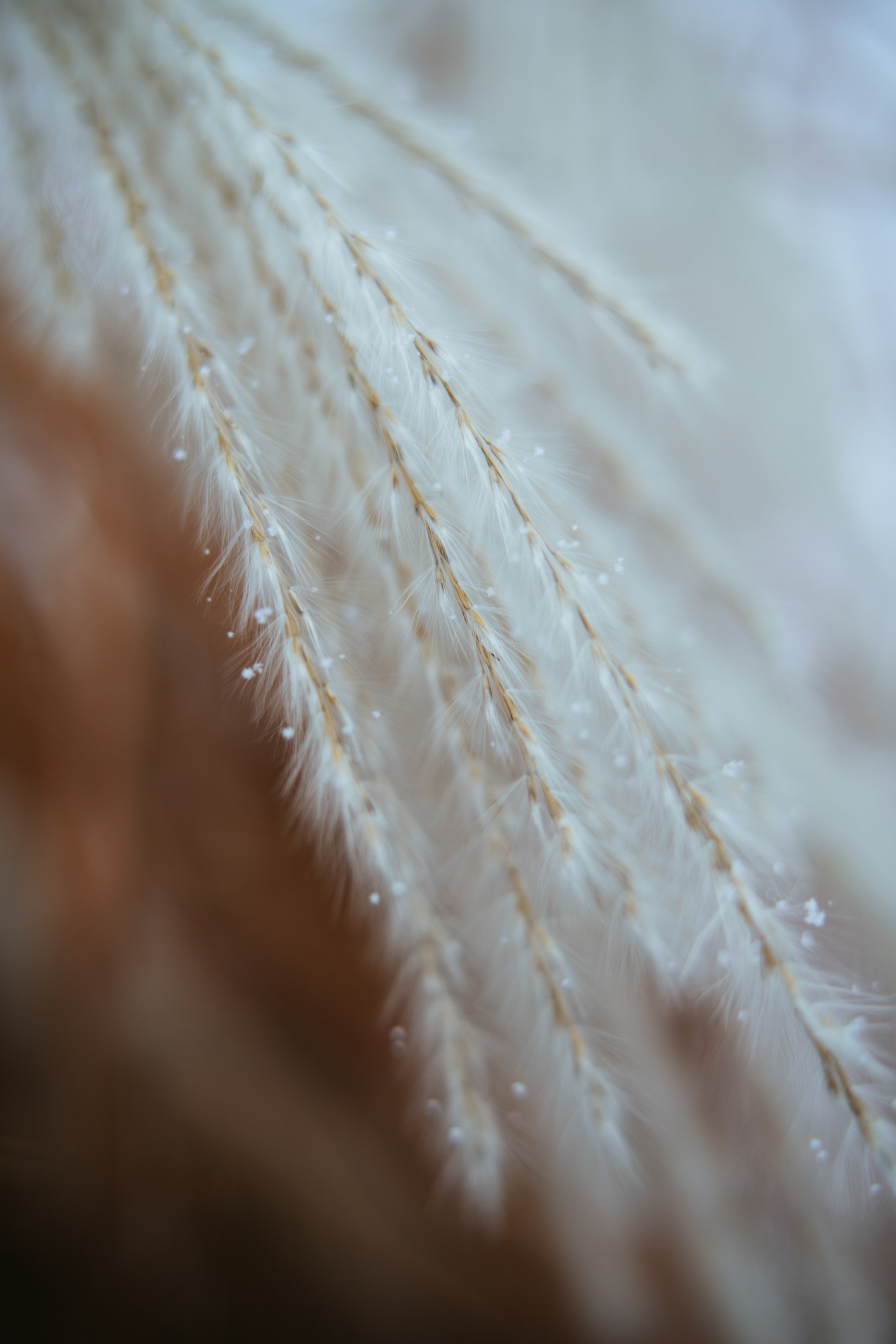 a close up view of a white feather