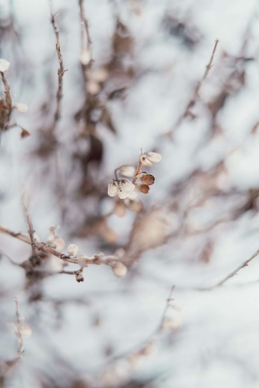 a branch with small white flowers on it