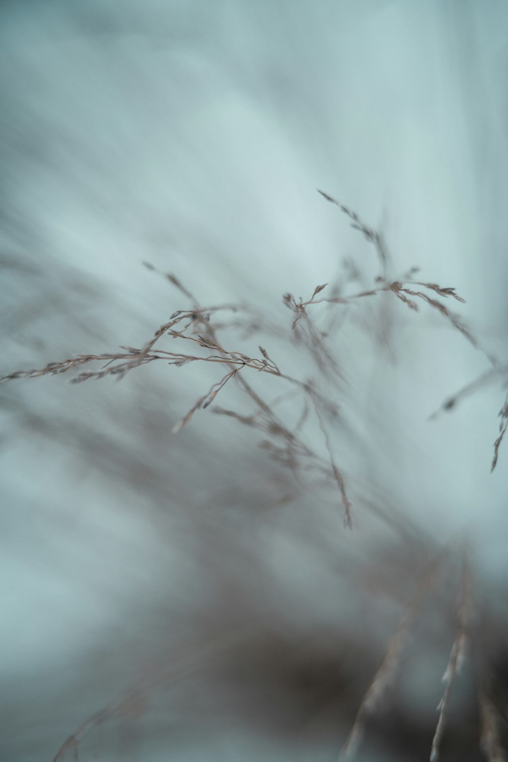 a blurry photo of a plant in the air