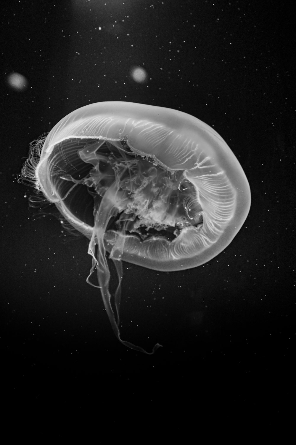 a black and white photo of a jellyfish